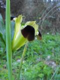 Iris tuberosa